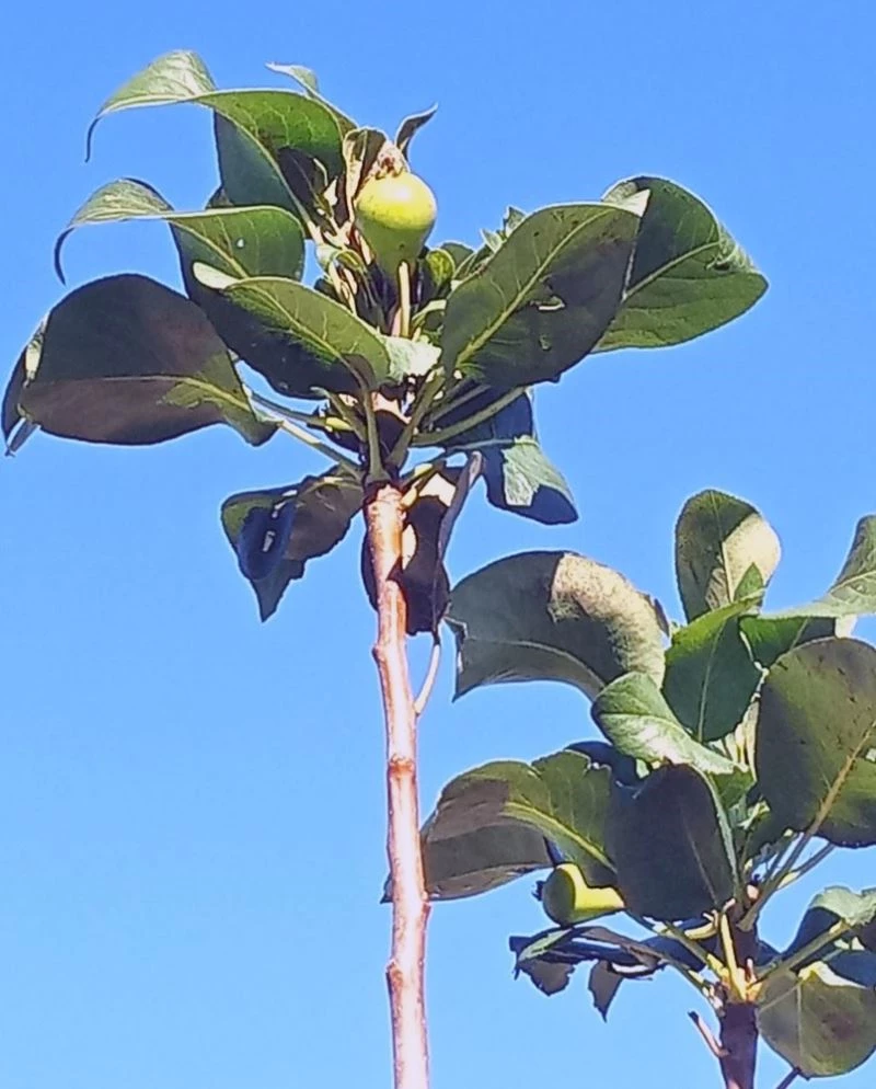 Armut ağacı aralıkta meyve verdi
