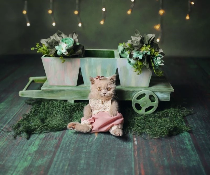 Bu stüdyoda sadece hayvanların fotoğrafı çekiliyor
