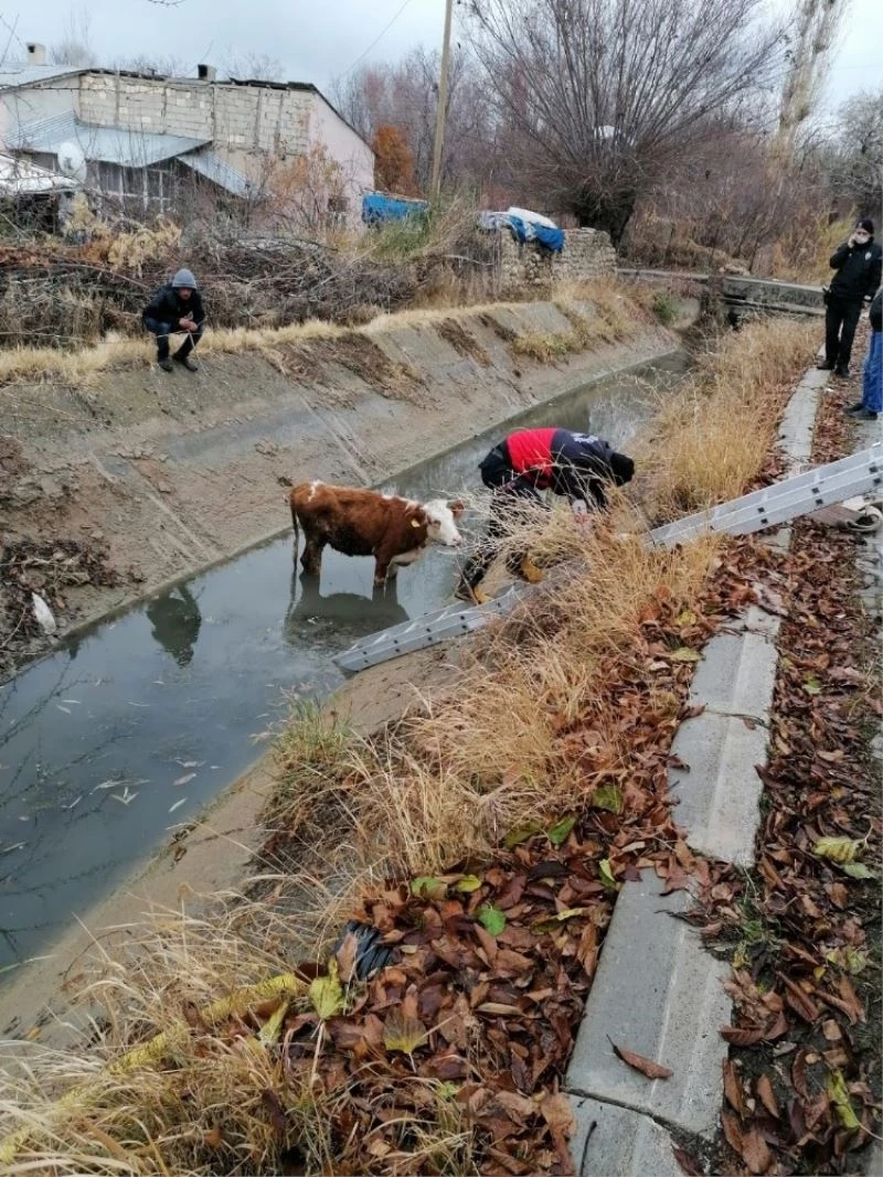 Şamran Kanalı’na düşen inek kurtarıldı
