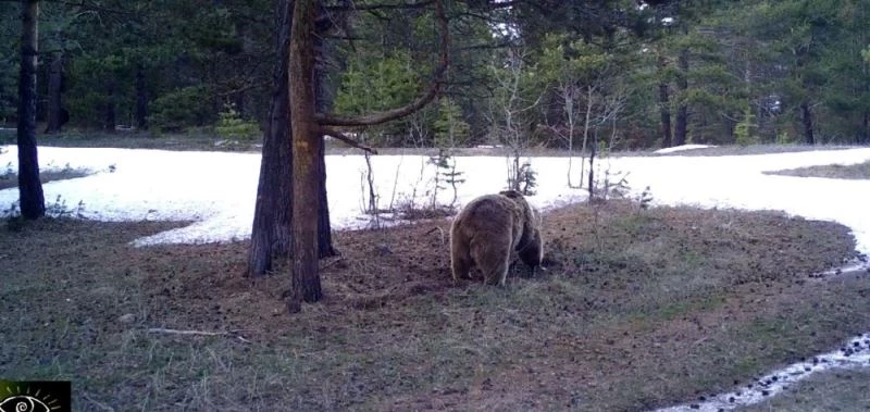 Boz ayı Arkadaş dünya literatürünü tamamıyla değiştirdi
