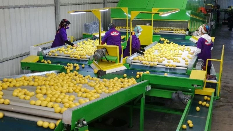 Türk narenciyesi Hong Kong pazarında
