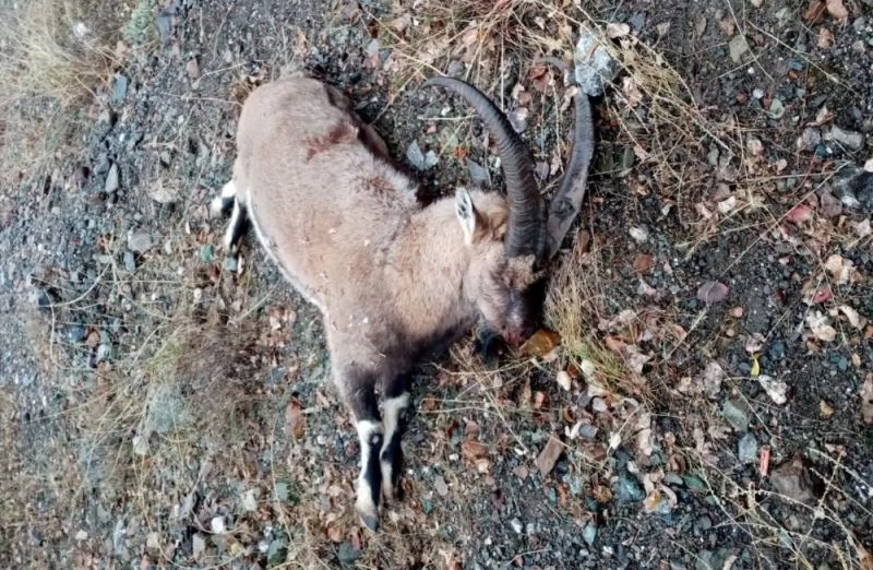 Dağ keçisini organize şekilde vuran 3 şahsa 83 bin TL ceza
