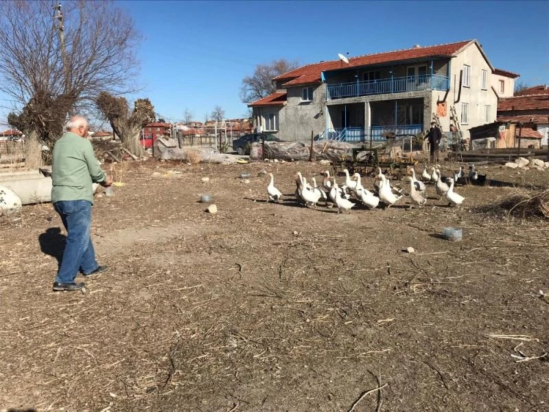 Yetiştirdiği kazlar adeta kapışılıyor
