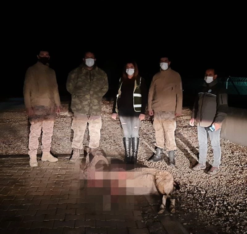 Dağ keçisini vuran şahıs yakalandı, 28 bin 405 TL ceza kesildi
