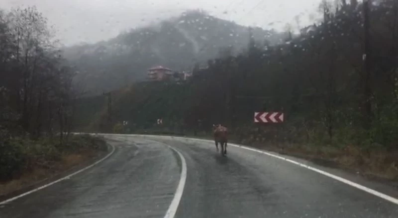 Rize’de ahırdan kaçan inek sahibine zor anlar yaşattı
