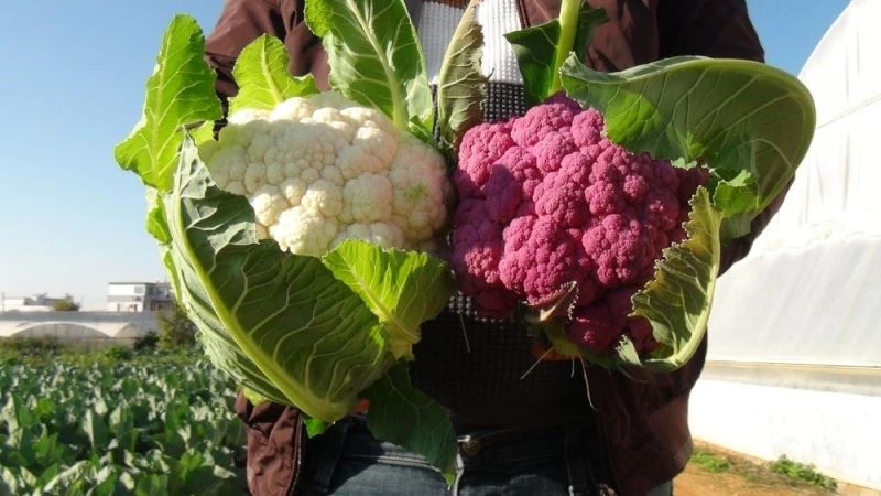 Mor karnabaharı görenler boyalı zannediyor
