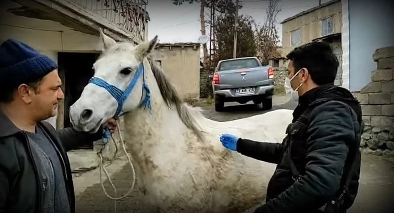 Tek tırnaklı hayvanlara mikroçiple takip
