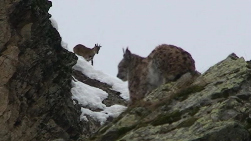 Vaşak ile dağ keçileri aynı karede
