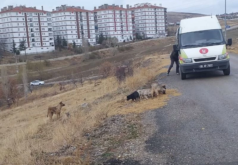 Keçiören’de sokak canlıları unutulmuyor
