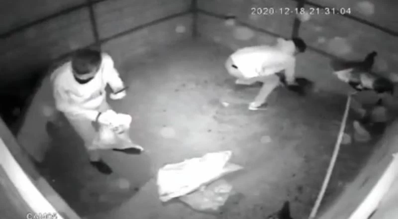 Tavukları çuvala doldurup çaldılar
