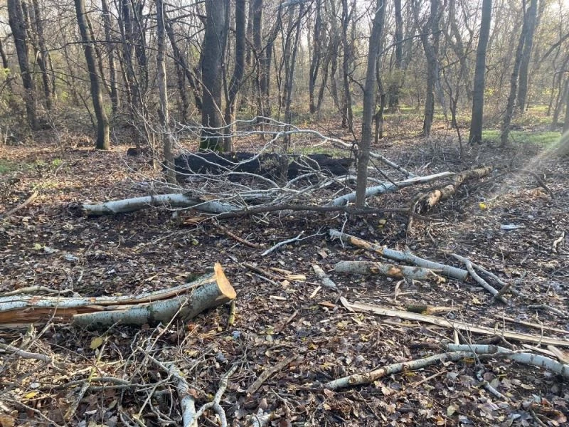 Edirne’de ağaç kesimine çevrecilerden tepki
