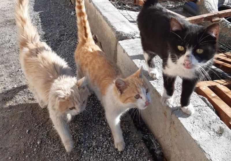 Tedavi altındaki can dostlar iyileşiyor
