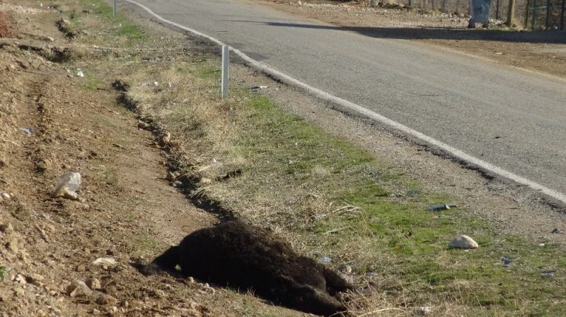 Gercüş’te minibüsün çarptığı tay telef oldu
