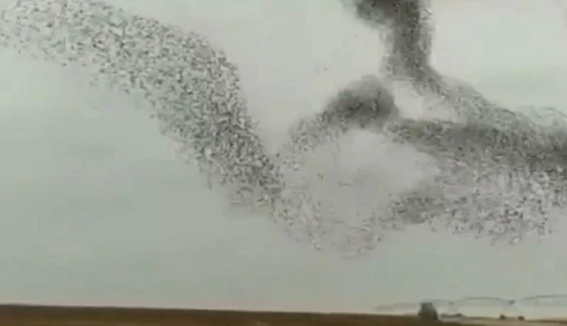 Kuşların gökyüzündeki muhteşem dansı
