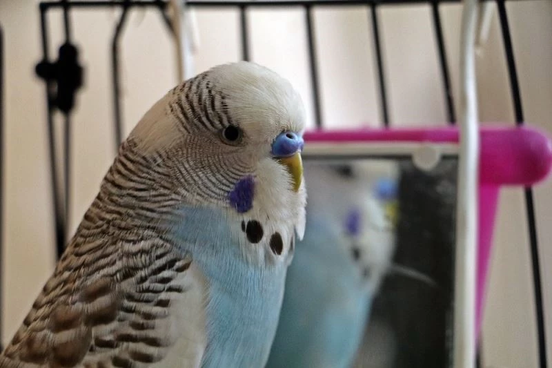 Muhabbet kuşu Paşa’dan ’Türkiye maske tak, çok yaşa’ uyarısı
