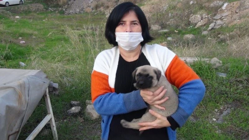 9 yavrudan beşi çalındı, hayvansever kısıtlama sabahı yollara düştü
