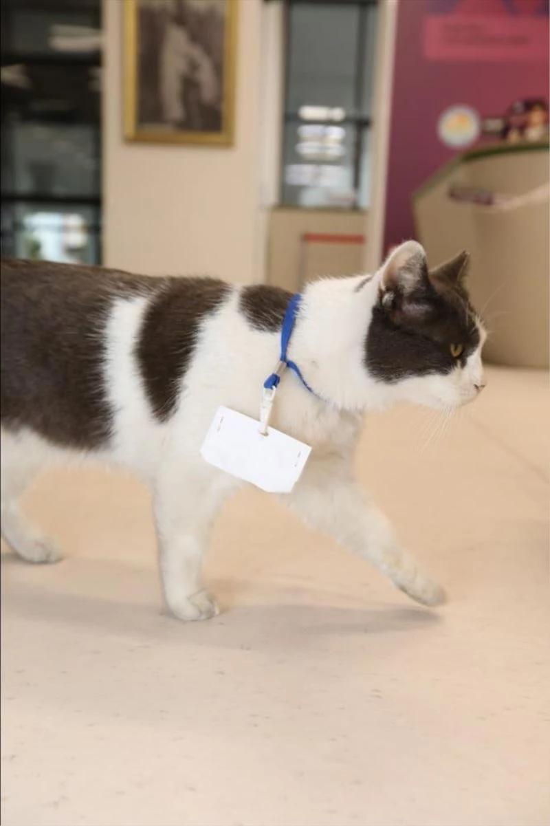 Belediyenin maskot kedisi personelin neşe kaynağı oldu