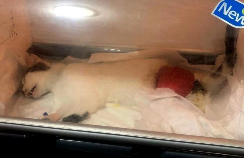 Sahipli kediyi havalı tüfek ile vurdular
