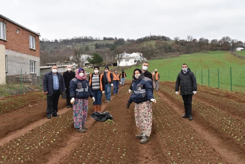 Çan Belediyesi salep fidanlarını toprakla buluşturdu
