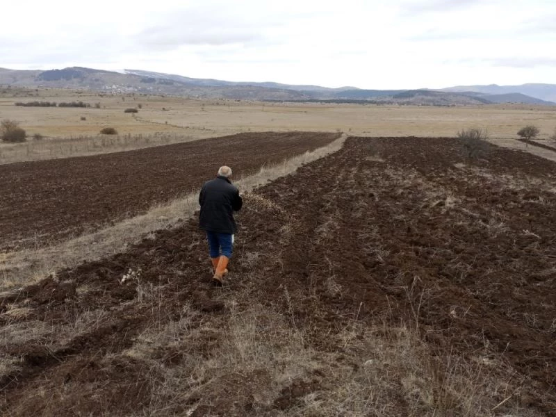 Ordu’da siyez rekoru
