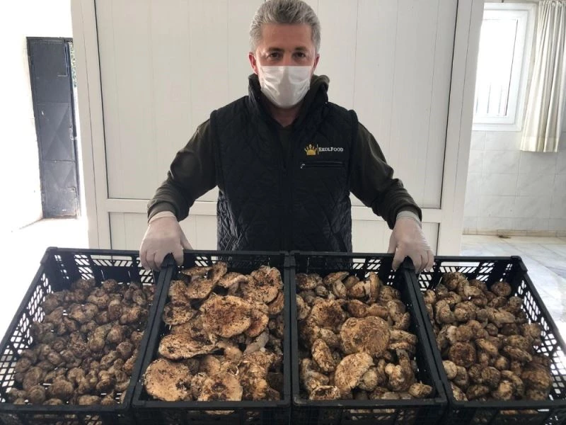 Türkiye’de kiloyla satılıyor, Japonlar taneyle alıyor
