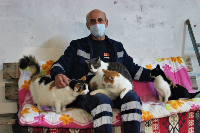 Sokak kedileri için koltuklu, televizyonlu 3+1 ev yaptı
