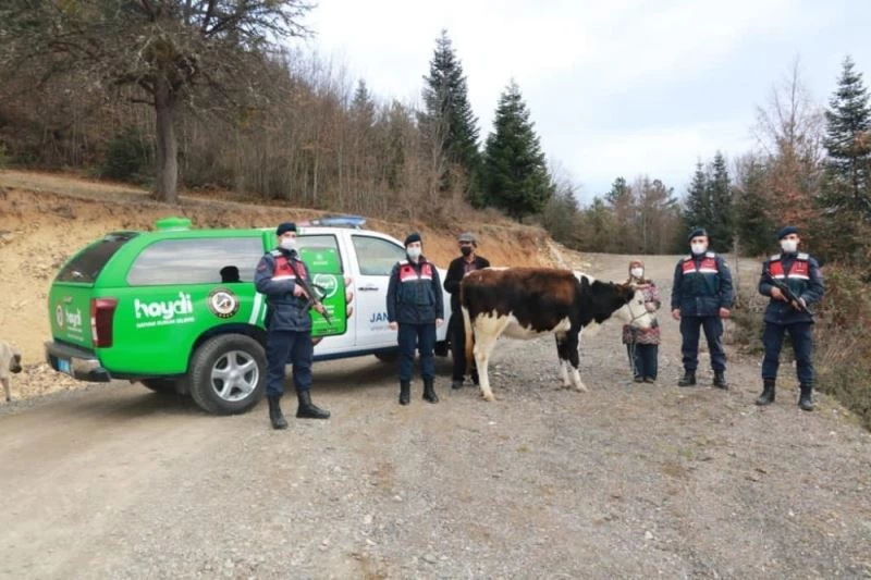 Kayadan düşerek yaralanan büyükbaş hayvanı, jandarma kurtardı
