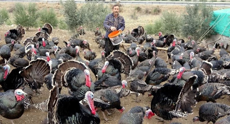 Yılbaşı hindileri el yakıyor
