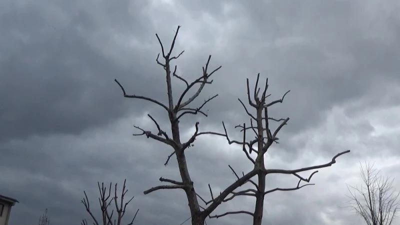 Ağaçlarda budama işlemi devam ediyor
