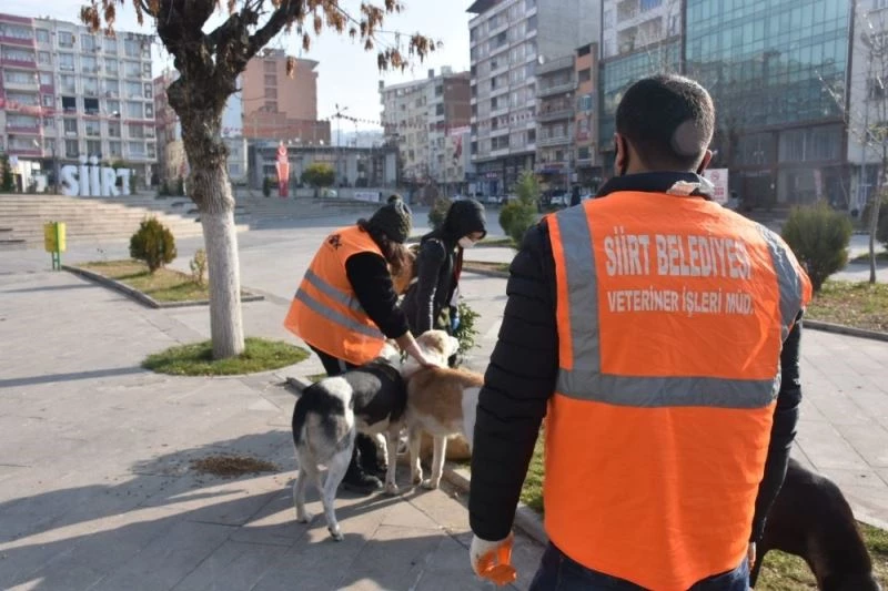Siirt Belediyesinden Adres Sizden Mama Bizden Projesi
