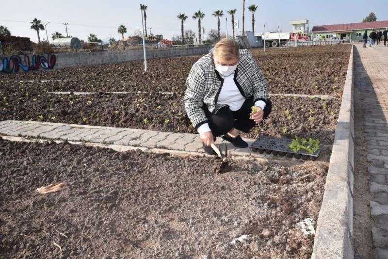 Ceyhan Belediyesi sebze yetiştirip dağıtacak
