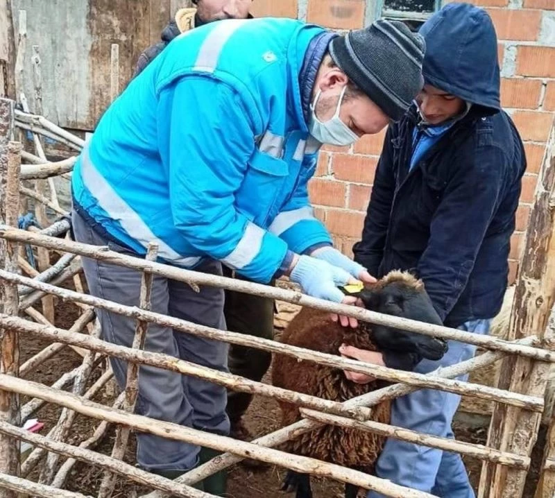 Küçükbaş hayvanların sayım ve tespit işlemlerine başlandı
