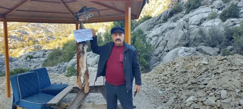 Kaçak geyik avcılarını ihbar eden muhtara, kafası kesilip derisi yüzülmüş dağ keçisi üzerinden tehdit
