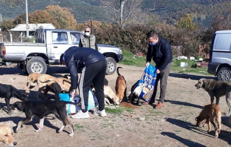 Hayvanseverler çöplükteki aç hayvanlara duyarsız kalmadılar
