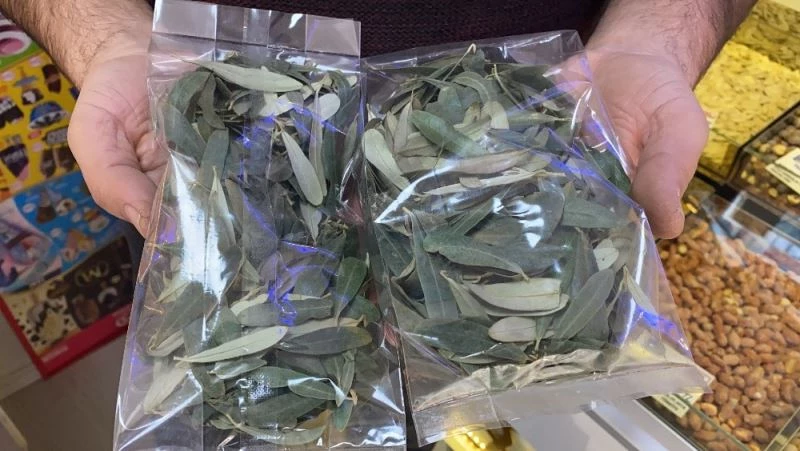 Zeytin yaprağına ilgi büyüyor

