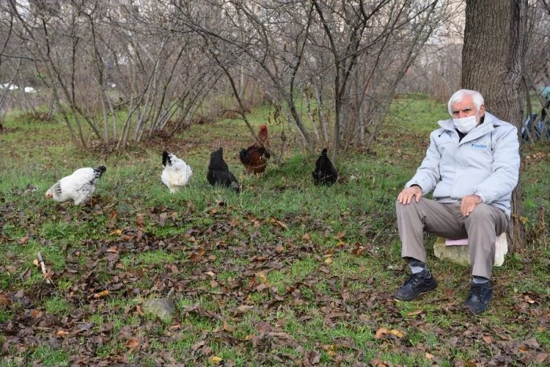 Pandemide dışarı çıkmaktansa tavuklarının yanında olmayı tercih ediyor
