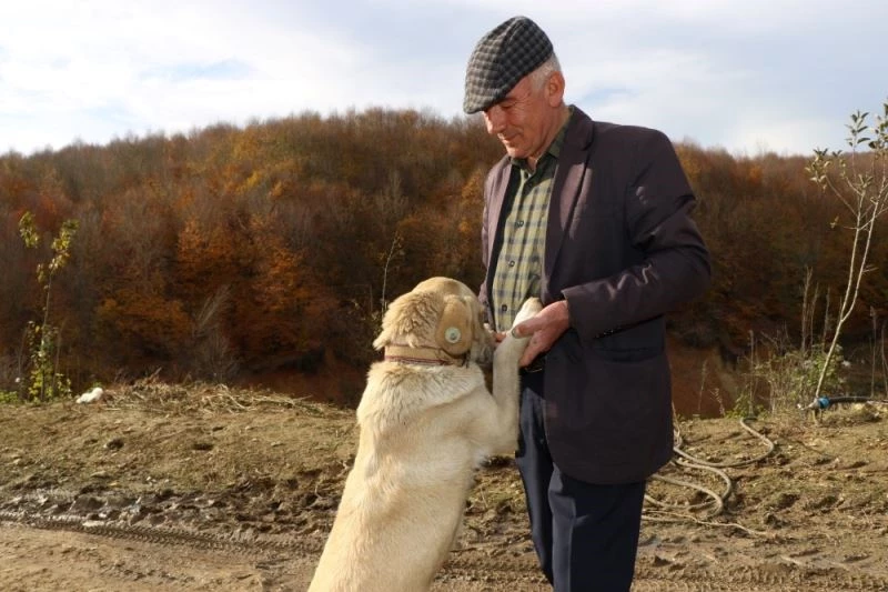 Sahiplendirilen hayvanlar yeni yuvalarında
