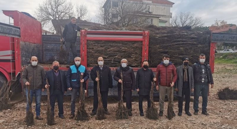 Osmaneli’nde meyve ormanları oluşmaya başladı
