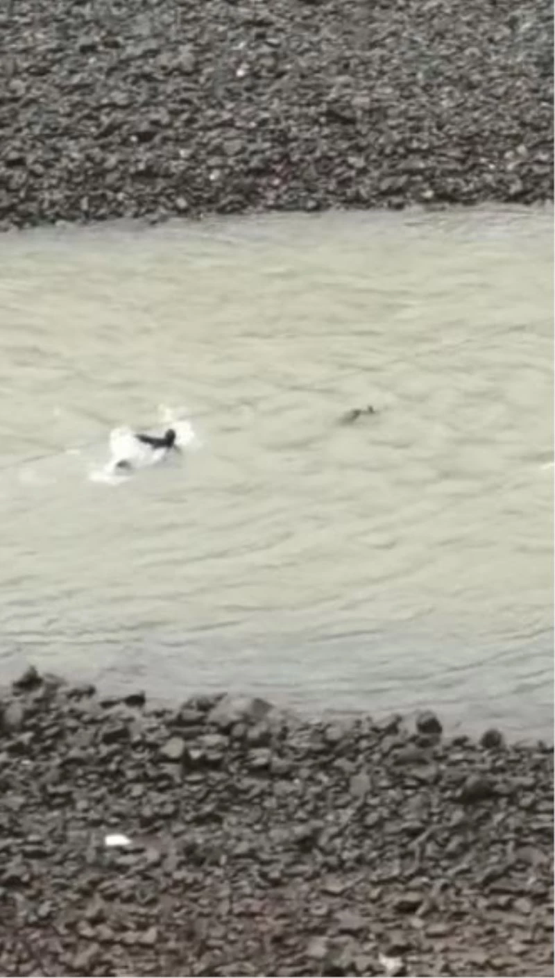 Nehre düşen karacayı kurtarmak için gözünü kırpmadan Çoruh nehrine atladı
