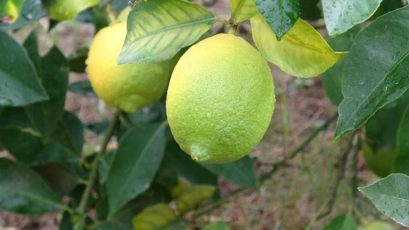Meşhur Lamas limonuna AB’de coğrafi işaret için çalışma başlatıldı
