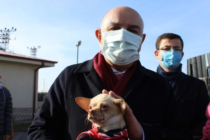 Ses telleri kesilen köpekler sahiplendiriliyor
