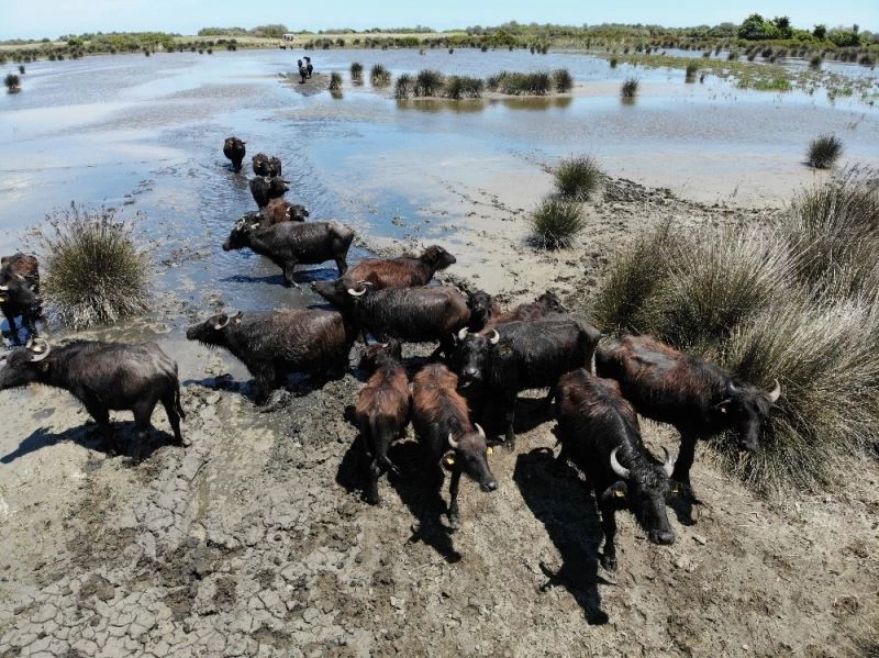 Samsun manda popülasyonunda Türkiye’de zirvede yer alıyor
