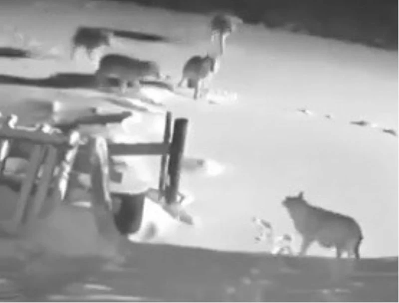 Kurtlara meydan okuyan köpeklerin acı sonu
