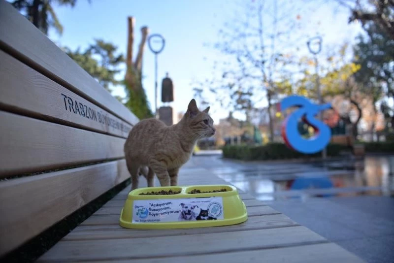 Trabzon’da sahipsiz canlara özel ilgi gösteriliyor
