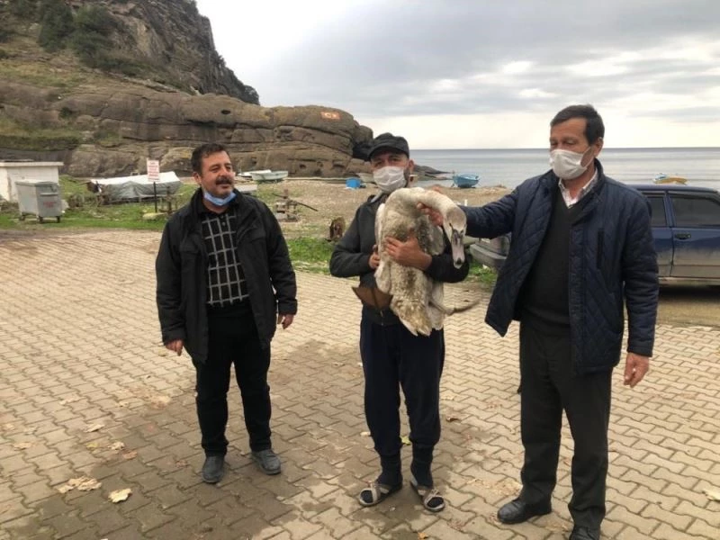 Tüfekle vurulan kuğu tedavi ediliyor
