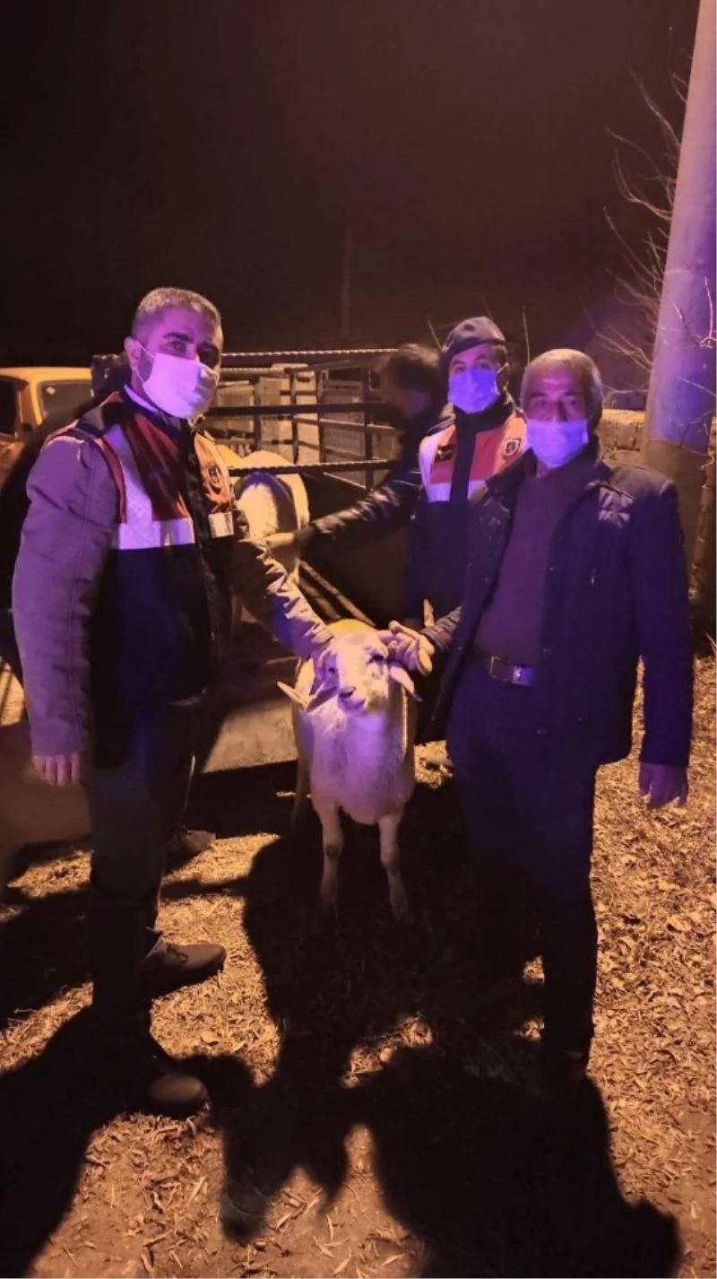 Çalınan koyunları kesilmekten JASAT kurtardı
