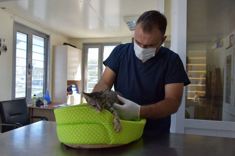 Aliağa’da 2020 yılında 4 bin 72 sokak hayvanının bakım ve tedavisi yapıldı
