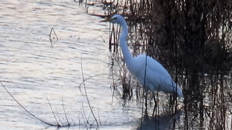 Ak balıkçıl, Kelkit çayında görüntülendi
