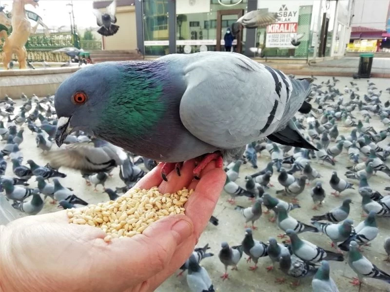 Babasının hatırası için iki günde bir yüzlerce kuşa yem veriyor
