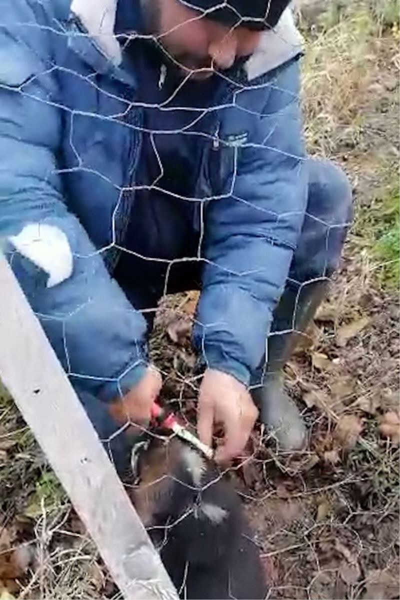 Tellerin arasına sıkışan yavru köpeği böyle kurtardı
